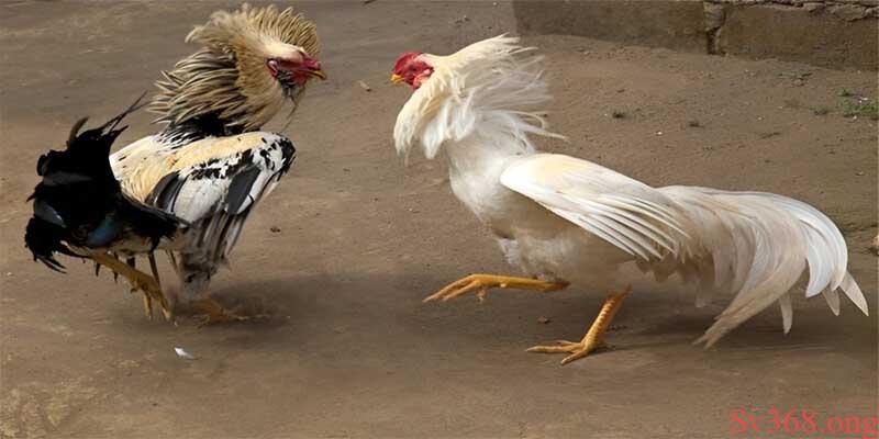cách làm gà chọi khỏe chân Lý do nên nghiên cứu cách làm gà chọi khỏe chân