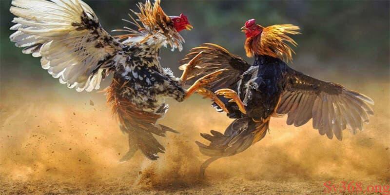 Cách chấp tiền gà chọi Cách chấp tiền gà chọi