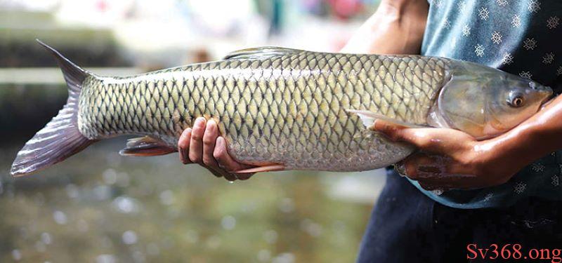 mơ thấy cá trắm
